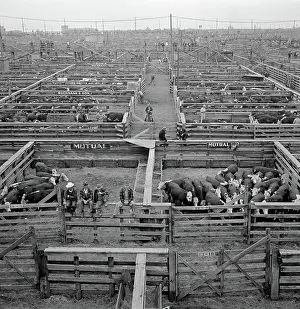 Wolcott: Cattle - Cows - Animals - Livestock