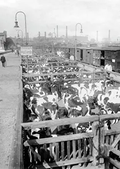 Slaughter: Cattle delivery in Berlin, 1917