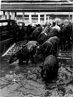 Chemically: CATTLE DIP IN ARGENTINA