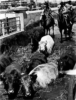 Chemically: CATTLE DIP IN ARGENTINA