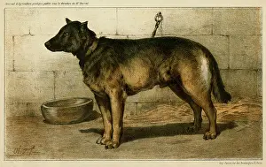 Boeufs: Cattle Dog at 1863 Paris dog show