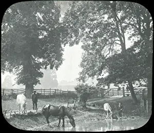 Mascal: Cattle drinking Bexley