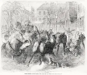 Cares: Cattle driving in the streets, text reads: ?