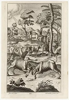 Georgics: CATTLE FARMING/BULLS