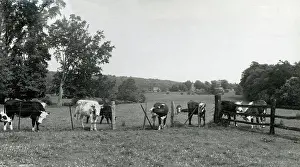 Oddington: Cattle in fields near Oddington House, Gloucestershire