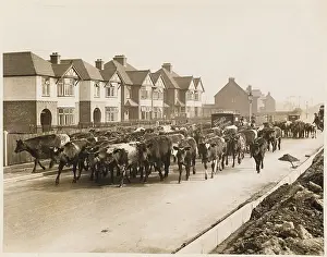 Dismay: CATTLE GOING TO MARKET