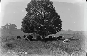 Shade: Cattle Grazing Under a Tree