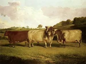 Shorthorn: Cattle Hears Train