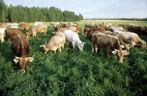 Radishchev: Cattle herd, 1982