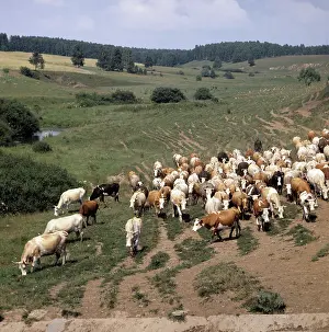 Radishchev: Cattle herd, 1982