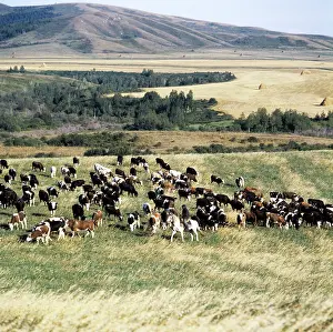 Altai: Cattle herd, 1982