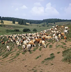 Smolensk: Cattle herd, 1982