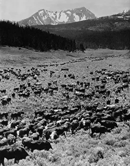 Montana: Cattle herd in Montana, 1928