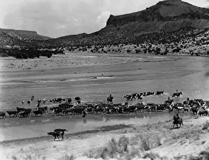Rangers: Cattle herd in Texas, 1936