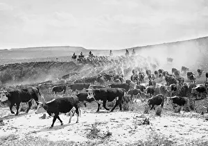 Cattle herd in the United States, 1928