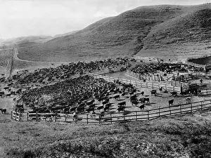 Shall: Cattle herd in Wyoming, 1929