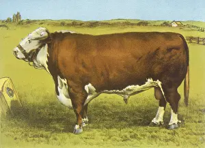 Maidstone: CATTLE/HEREFORD BULL