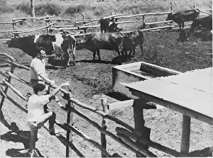 Kibbutz: Cattle in a Kibbutz. About 1965