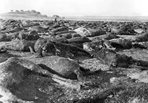 Scorched: Cattle killed during the Boer War