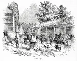 Laycock: Cattle layers at Laycock's Dairy, Islington, North London