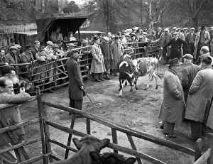 Auctions: CATTLE MARKET
