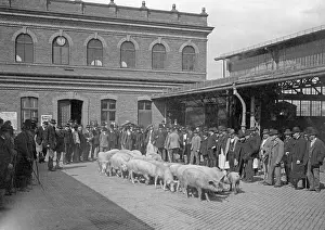 Traders: A cattle market in Berlin, 1913