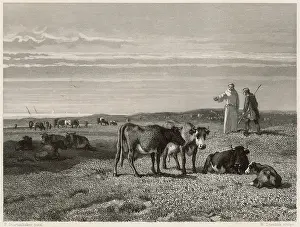 Middelburg: CATTLE OF MIDDELBURG