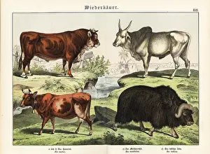 Zebu: Cattle, muskox and zebu