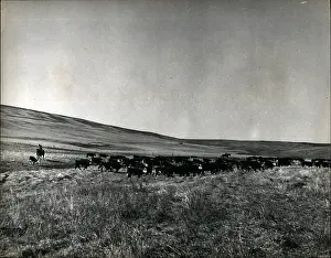 Calgary: Cattle on plains at Calgary, Canada