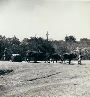Herders: Cattle pulling sledge with wickerwork container