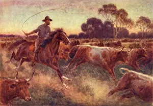Herding: Cattle Rush in Australia