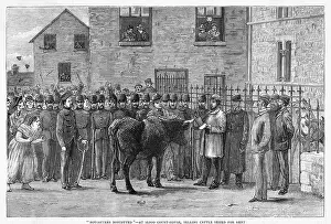 Rents: CATTLE SEIZED