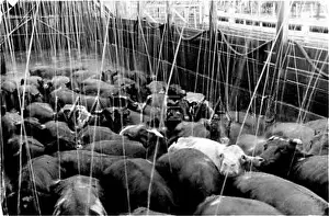 Showered: CATTLE BEING SHOWERED