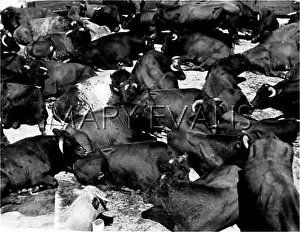 Slaughtered: CATTLE FOR SLAUGHTER