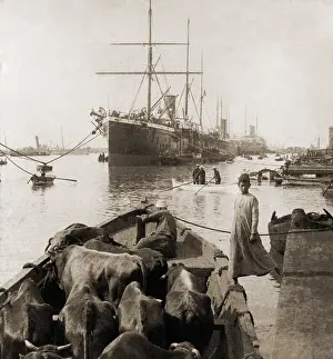 Usz62: Cattle in a small boat destined to provide ?