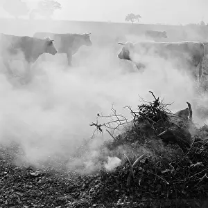 Bonfires: Cattle In Smoke