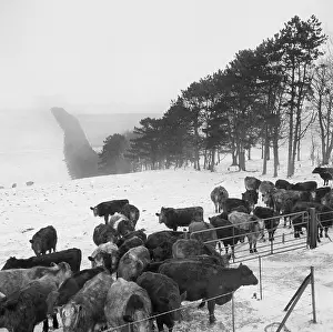 Undulating: Cattle in snow covered field