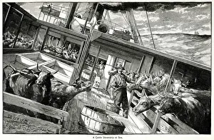 Cattle steamship at sea 1891