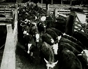 Stockyards: Cattle at Stockyards, Chicago