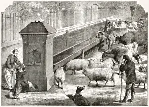 Troughs: Cattle Trough
