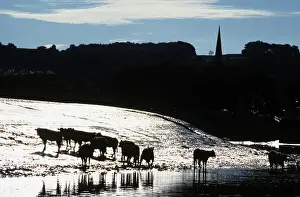 Jour: Cattle wade in the River Dee at low water in Kirkcudbright