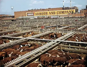 Stockyards: Cattle Waiting For Slaughter