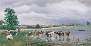 Macpherson: Cattle Watering in a River