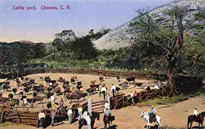 Rican: Cattle Yard, Chomes, Costa Rica