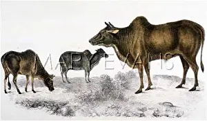 Indicus: CATTLE / ZEBU 19C