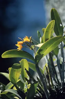Orchidaceae: Cattleya aurantiaca (orchid)