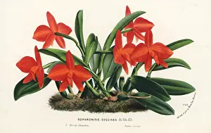 Coccinea: Cattleya coccinea orchid