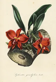 Grandiflora: Cattleya coccinea orchid