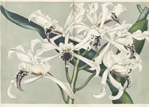 Volume 5: Cattleya crispa orchid