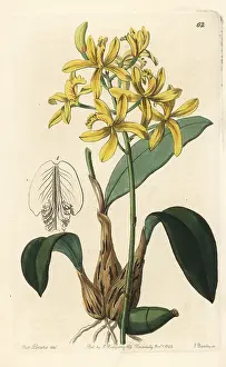 Flava: Cattleya crispata orchid
